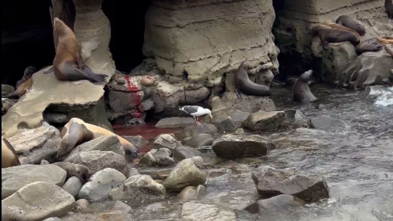 Lajolla Cove California sea lion's birth and joyful celebrations