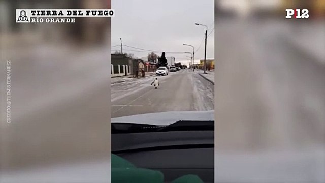 Tierra del Fuego: Una vecina de Río Grande encontró un Pinguino caminando por la ciudad