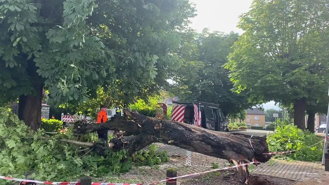 Un marronnier malade s’écrase sur la place d’Andrimont : “La Commune était alertée depuis 5 ans”, les riverains pestent