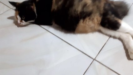 miky lagi hamil besar