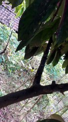 Bunga jambu jamaika
