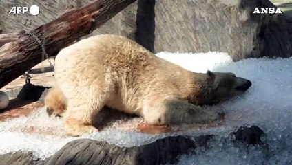 Estate a Praga, ghiaccio nelle gabbie degli animali dello zoo