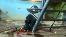 Bristol Zoo Responds to viral TikTok gorilla video: ‘ the care and welfare of our animals is, and always has been, our top priority’.