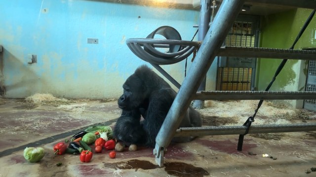 Bristol Zoo Responds to viral TikTok gorilla video: ‘ the care and welfare of our animals is, and always has been, our top priority’.