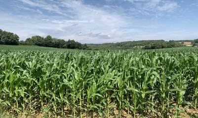Gestion de l'eau : l'agriculture en première ligne face au changement climatique