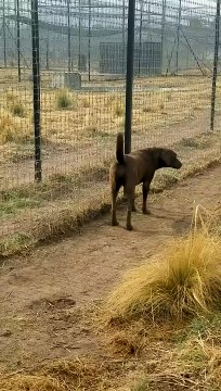 Cute Lion Gives Smooches to Puppy's Paw!