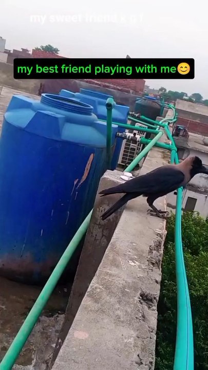 my crow