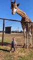Cute Giraffe Gives Baby Smooches!