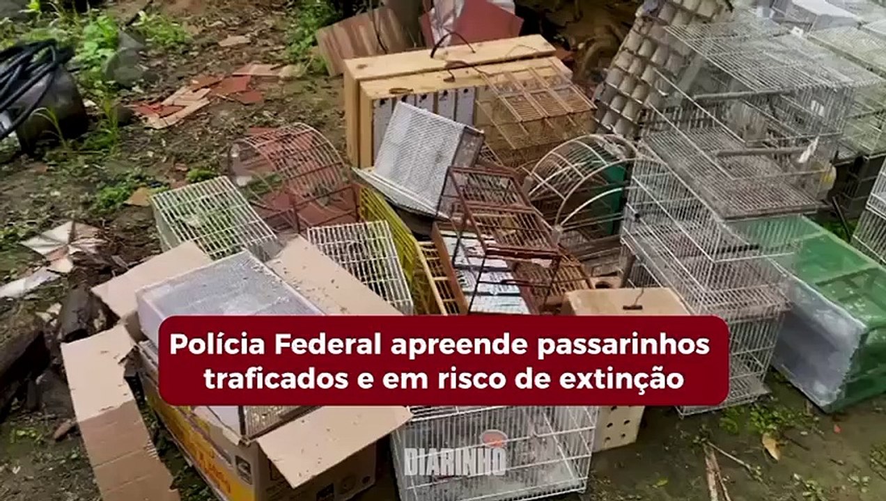 Quadrilha que traficava passarinhos raros é presa pela polícia