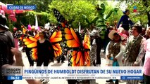 Pingüinos Humboldt llegan al zoológico de Chapultepec
