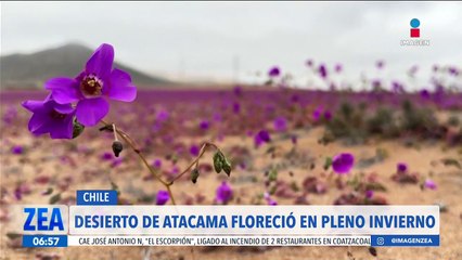 El desierto de Atacama florece en pleno invierno