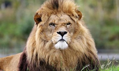 مربي أسود سعودي يجري تجربة لكشف ردة فعل أسدين تجاهه بعد تجويعهما