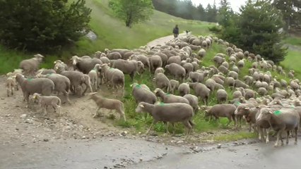 Transhumance Aussois 2023