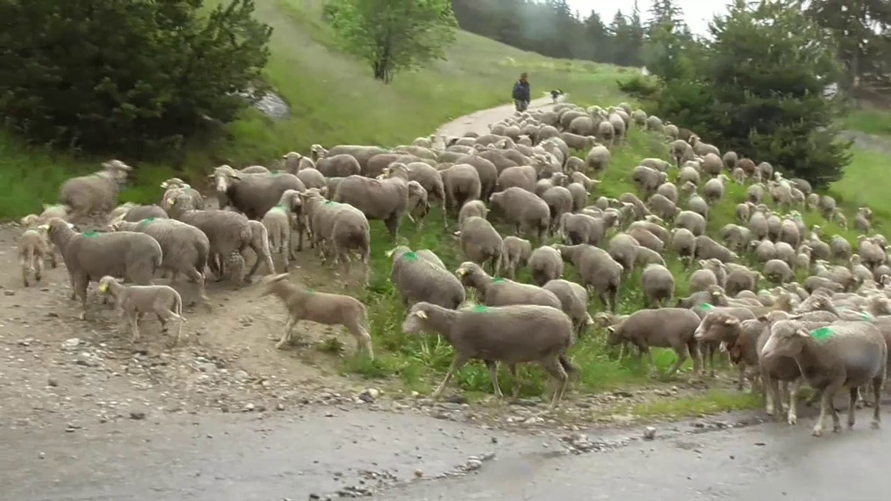 Transhumance Aussois 2023
