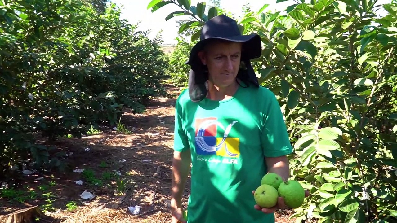 Programas 'Mais frutas' e 'Pró-Leite' incentivam agricultores a diversificar as lavouras