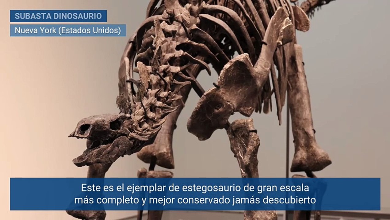 A subasta uno de los ejemplares de dinosaurio mejor conservados