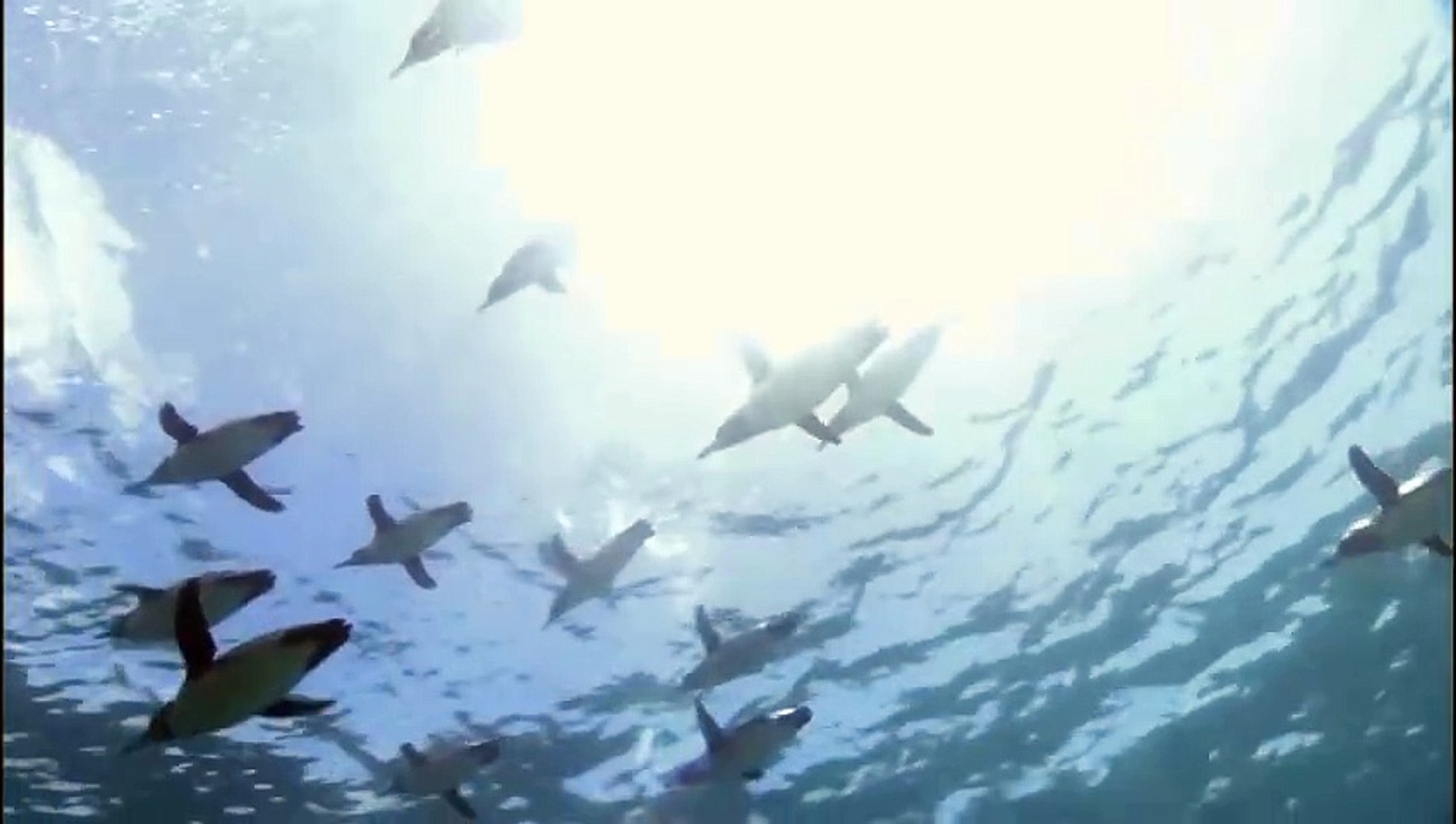 ⁣Animal Documentary - Penguins Go Swimming