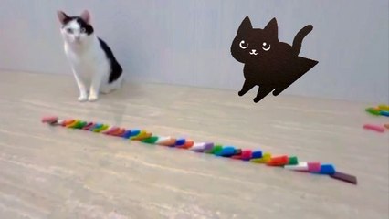 Watch My Smart Cat Play an Interactive Puzzle Game All by Himself