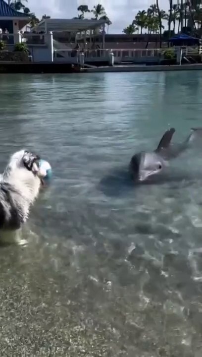 Dog Plays Ball with Dolphins in the Lake – Unbelievable Fun and Friendship