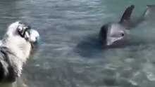 Dog Plays Ball with Dolphins in the Lake – Unbelievable Fun and Friendship