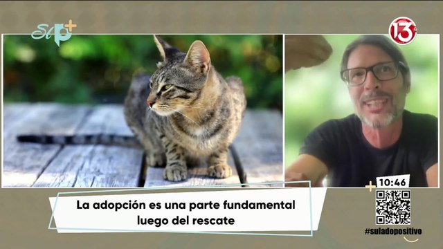 Entrevista - Manejo de perros y gatos rescatados