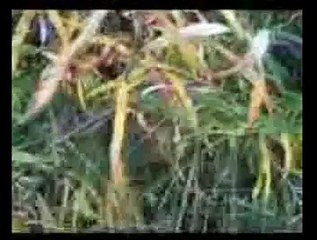 Clipek jesienny PODJUCHY 2008