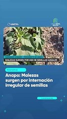 Anapo Malezas surgen por internación irregular de semillas