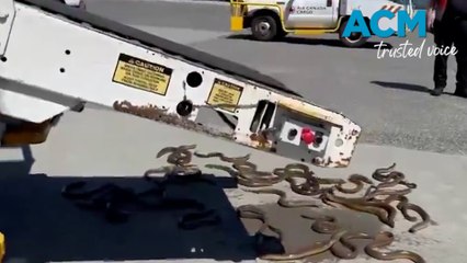 Slippery discovery as live eels spill out of Vancouver airport cargo