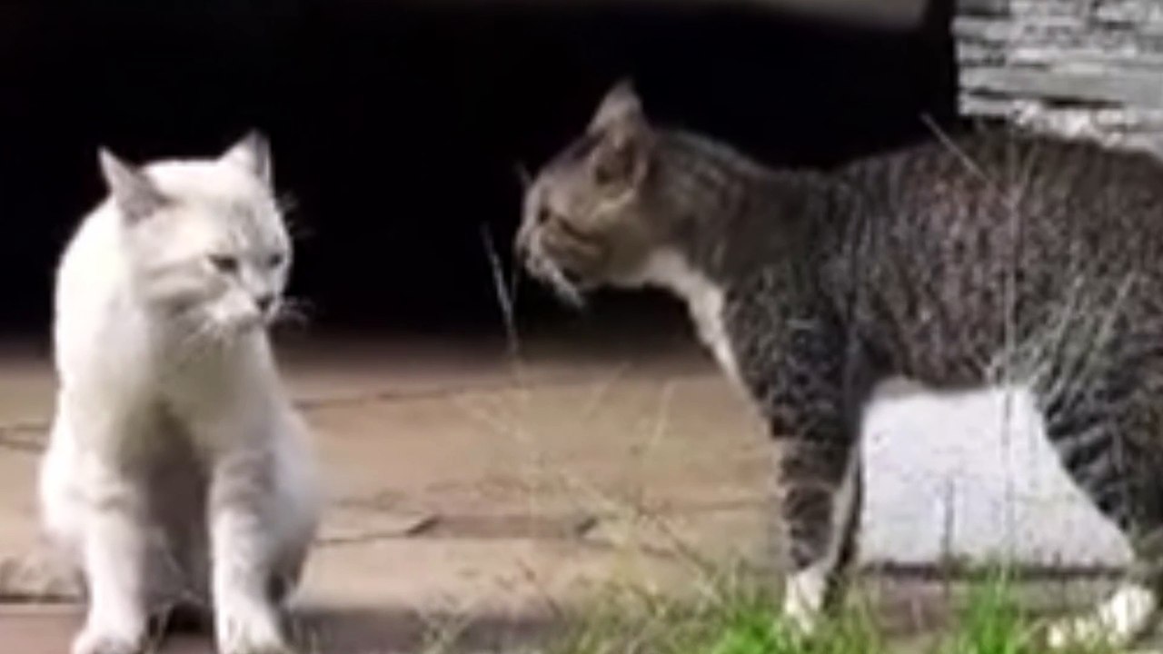 Kucing lucu