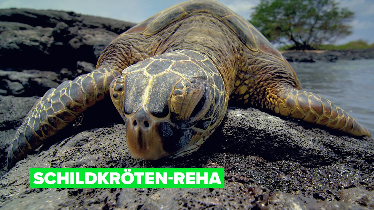 Das luxuriöse Schildkröten-Resort