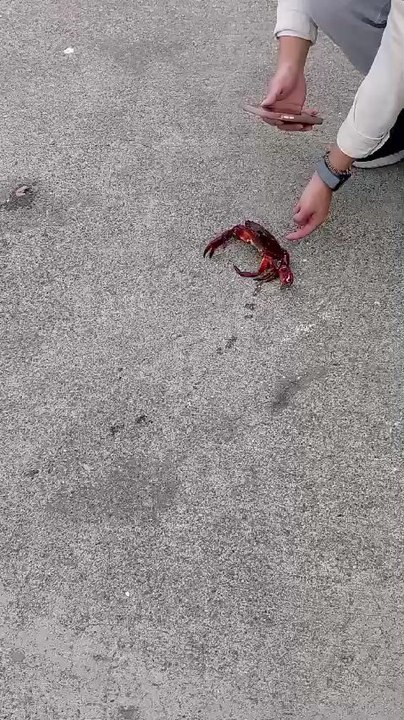 cute crab