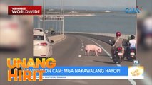 Caught on Cam— Mga nakawalang hayop | Unang Hirit