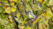 The Great Tit: Close Up HD Footage (Parus major)