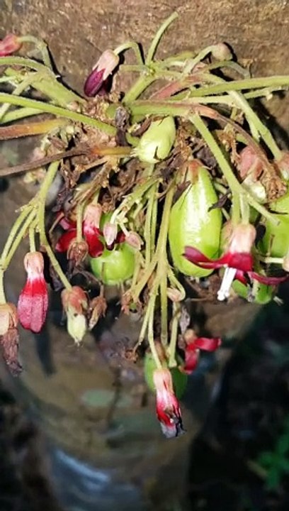 Has the bilincha season started?