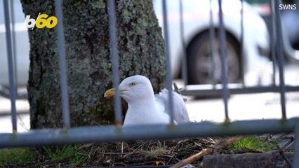 Supermarket Staff Protect Parking Lot Seagull Nest