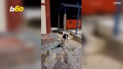 Crocodile Warded Off Facility By Three Brave Dogs