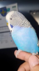 hand tammed budgie