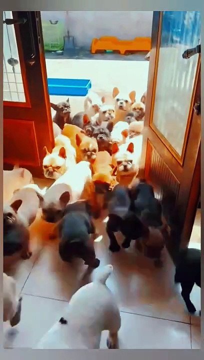 Dogs Army ..