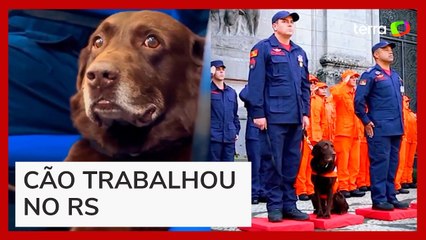 Cachorro que atuou em Brumadinho é homenageado ao se aposentar do Corpo de Bombeiros