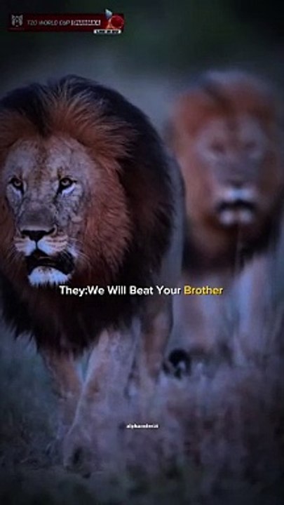 Whatsapp status brother