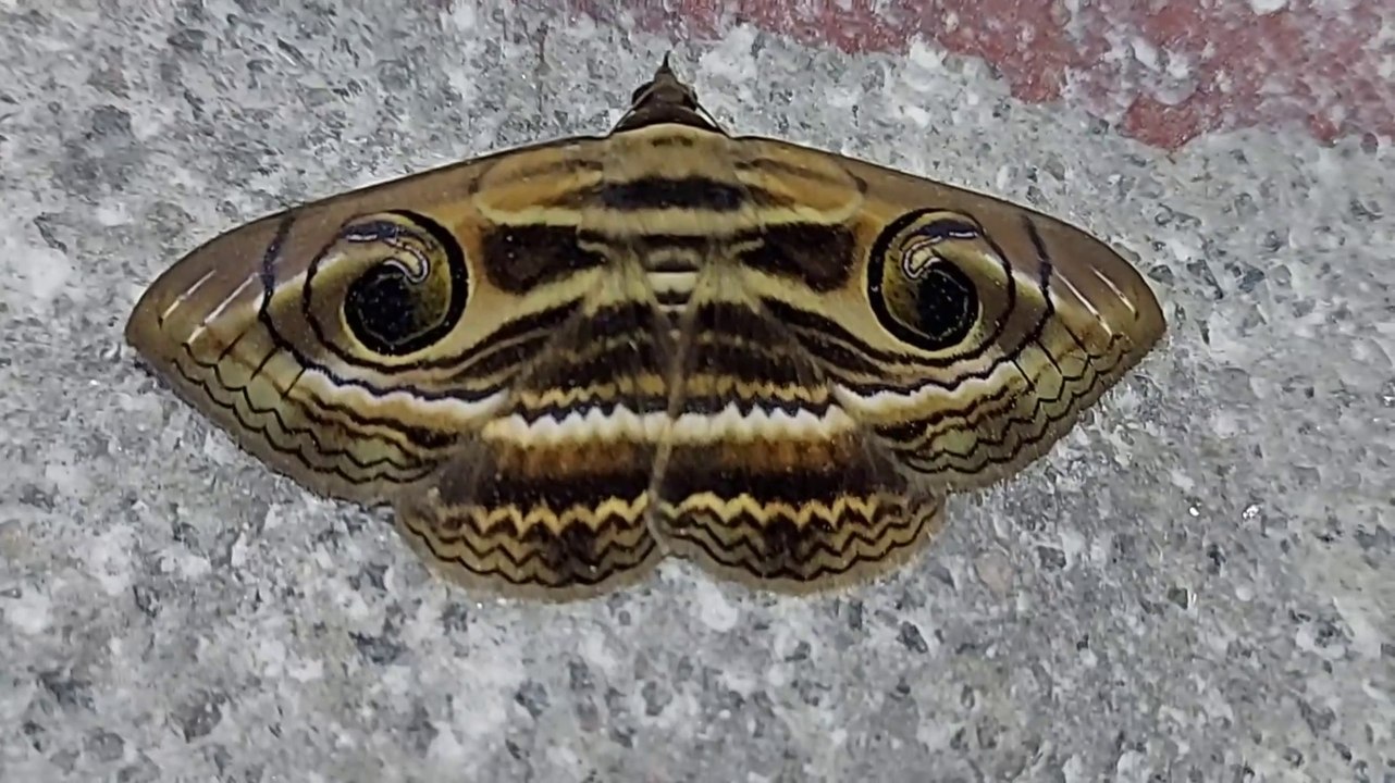 Most beautiful butterfly 