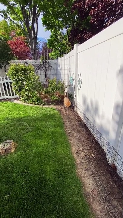 Chicken tunal