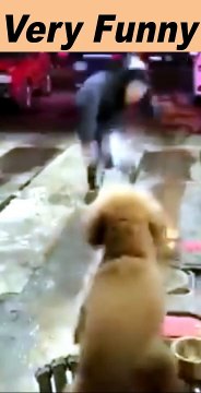 funny video shorts|funny videos on dailymotion|shorts funny videos 2024|#short#funny#trending#top