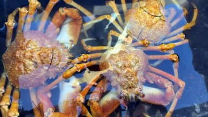 Hundreds of spider crabs occupy water around tiny SA town