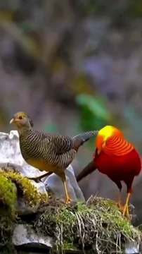 Beautiful Recitation Of Quran |Tilawat e Quran Pak |Tilawat |Quran