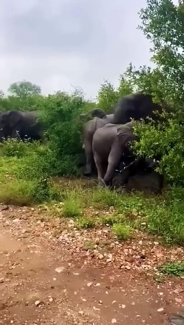 ⁣wild elephants angry movement