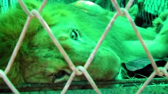 Animals Reunited With Owners After Years