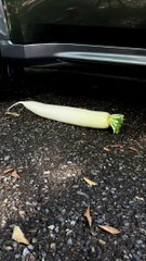 Crushed by Cars - Food Part3