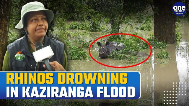 Assam Floods: 159 Wild Animals, Including 9 Rhinos Dead In Kaziranga Park | Watch