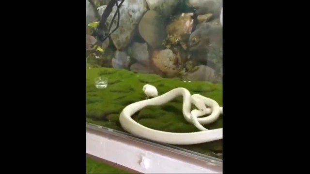Ce serpent se rate complètement en attrapant une souris